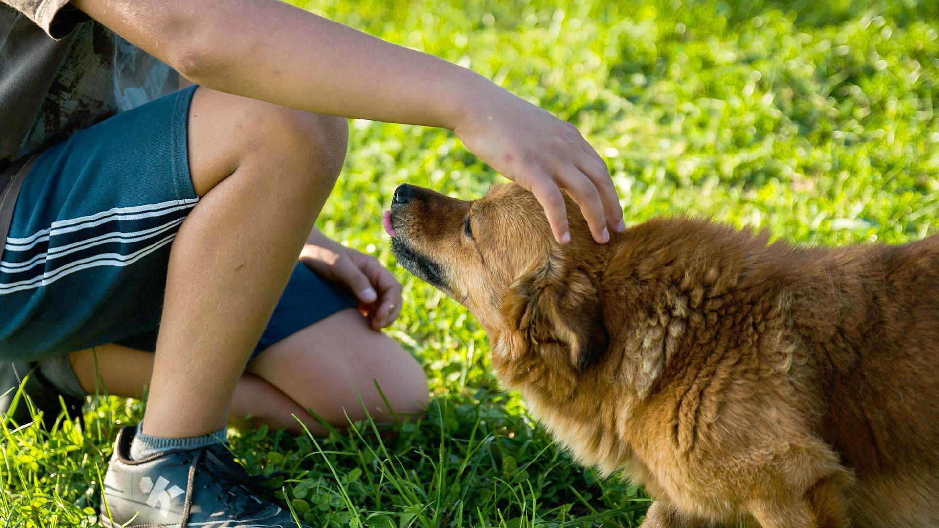 Overcoming a 30 Year Fear of Dogs Over About 4 Days With About 2 Hours of 'Work'.